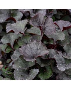 Ligularia, Rayflower 'Pandora'