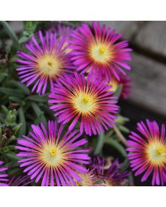 Delosperma, Ice Plant Delmara™ 'Fuchsia'