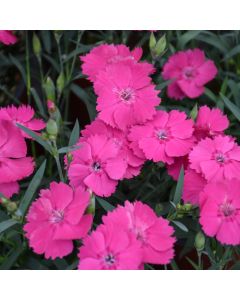 Dianthus, Pinks 'Mad Magenta'