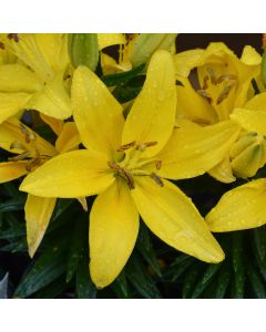 Lilium, Dwarf Asiatic Lily Looks™ 'Tiny Ranger'