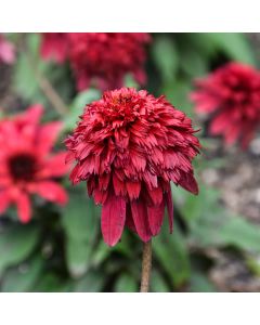 Echinacea, Coneflower Double Scoop™ 'Strawberry Deluxe'