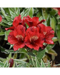Alstroemeria, Peruvian Lily Colorita® 'Katiana®'
