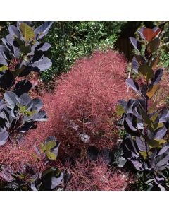 Cotinus, Smokebush 'Lilla' 