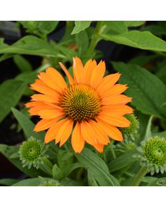 Echinacea, Coneflower 'Prima™ Saffron'