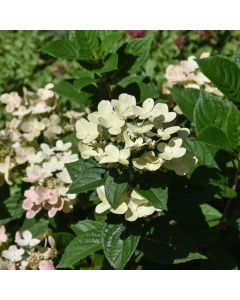 Hydrangea, Panicle 'Early Evolution'