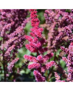Astilbe, Chinese Astilbe 'Vision Volcano'