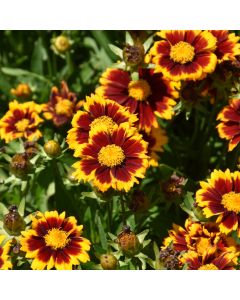 Coreopsis, Tickseed UpTick™ 'Red'