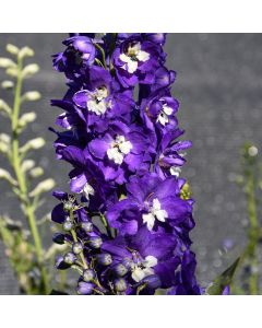Delphinium, Larkspur Aurora™ 'Deep Purple'
