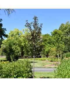 Malus, Flowering Crabapple 'Ruby Dayze™' (Large Sizes)