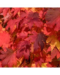 Acer, Hybrid Maple 'Arctic Jade®'