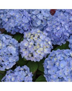 Hydrangea, Bigleaf 'Let’s Dance® Sky View®'
