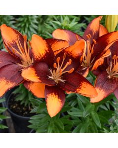 Lilium, Dwarf Asiatic Lily 'Lily Looks™ Tiny Lion' 