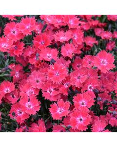 Dianthus, Cheddar Pinks Vivid™ 'Cherry Charm'