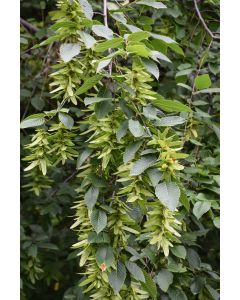 Carpinus, Blue Beech (Large Sizes)