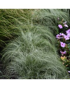 Carex Comans, Sedge ColorGrass® Amazon Mist