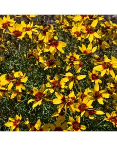Coreopsis, Tickseed Designer Threads™ 'Golden Needles'