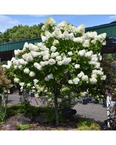 Hydrangea Tree, Panicle 'Vanilla Strawberry™'