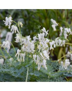 Dicentra, Bleeding Heart Amore™ 'Titanium'