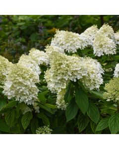 Hydrangea, Panicle 'Bloomin' Easy Bouncy'