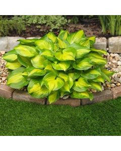 Hosta, Green-Lime Leaf 'Lakeside Banana Bay'