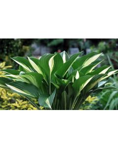 Hosta, Green-White Leaf 'Lakeside Little Tuft'