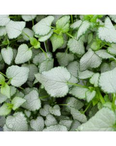 Lamium, Spotted Dead Nettle 'Beacon Silver'