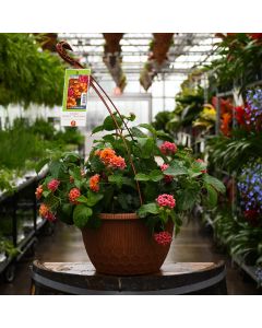 Lantana, Bandolero 'Cherry Sunrise' Hanging Basket