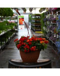 Lantana, Hot Blooded™ Hanging Basket