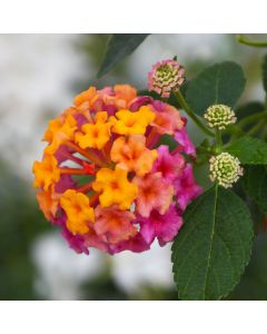 Lantana, Passion Fruit