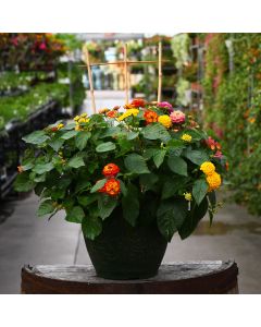 Lantana, Summer Mix Patio Planter