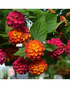 Lantana, Bandolero™ 'Cherry Sunrise'