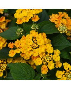 Lantana, Bandolista™ 'Pineapple'