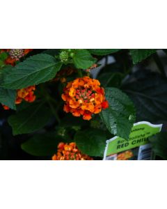 Lantana, Bandolista™ 'Red Chili'