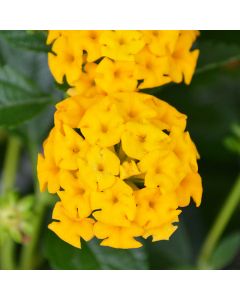 Lantana, New Gold™ 'Yellow'