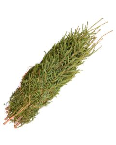 Spruce Tips 'Large' Bundle of 10
