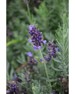 Lavandula, English Lavender 'Lavance® Purple'