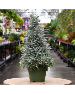 Holiday Tree 'Lavender'
