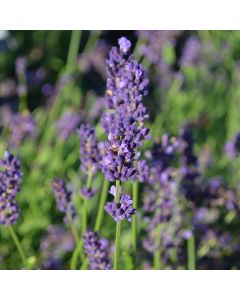 Lavandula, Lavender (Herb)