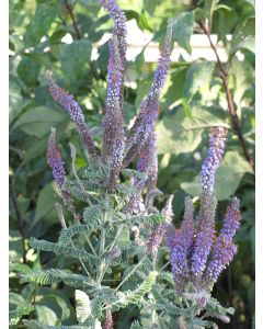 Amorpha, Leadplant 'Minnesota Native'