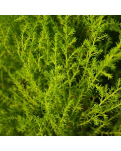 Cupressus, Cypress 'Goldcrest'