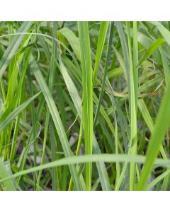 Cymbopogon, Lemon Grass