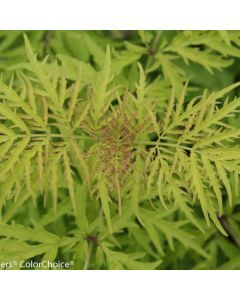 Sambucus, Red Elderberry 'Lemony Lace®'
