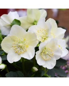 Helleborus, Lenten Rose 'Christmas Rose'