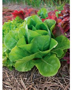 Lactuca, Lettuce 'Romaine'