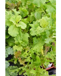 Lactuca, Lettuce Salad Mix