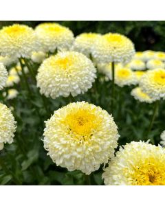Leucanthemum, Shasta Daisy 'Luna'