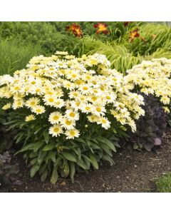 Leucanthemum, Shasta Daisy Amazing Daisies® 'Banana Cream II'