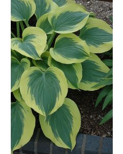 Hosta, White-Blue Leaf 'Liberty'