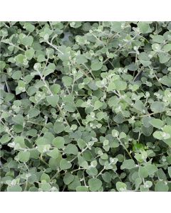 Helichrysum, White Licorice Vine