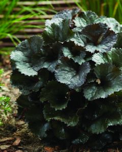 Ligularia, Leopard Plant 'Pandora'